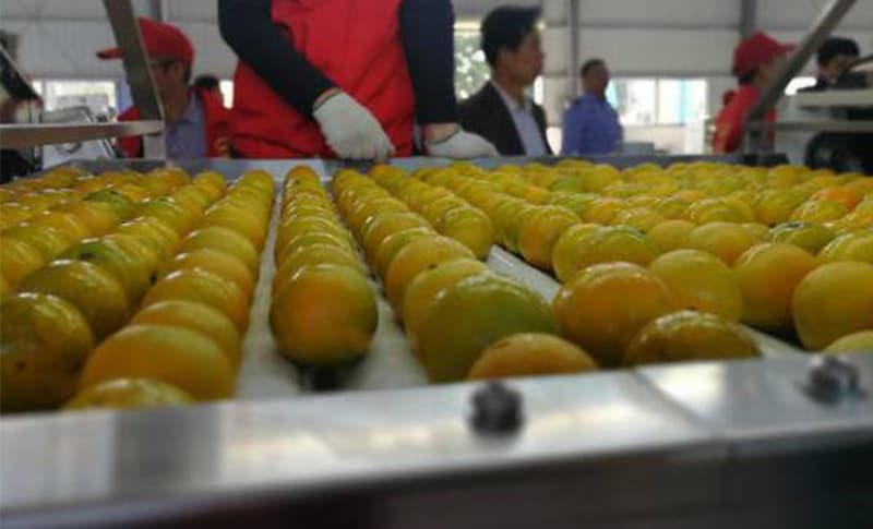 images/1666774610496orange sorter.jpg